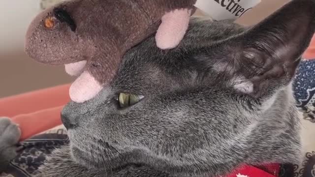 Russian Blue Cat Balancing Talent