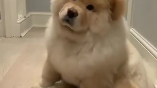 Best Funny Animal Videos 2022 😺 Funny Dog Videos 2022 😁 Funniest Dog Videos 😁😇