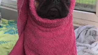 Pug puppy stays warm and dry after bath time