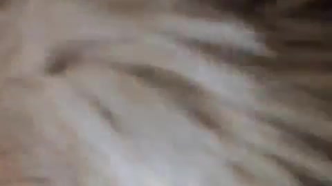 Cute dog attacks its owner to play