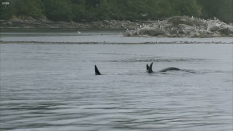 Sea Lion Vs 10 Killer Whales | Deadly 60 | BBC Earth