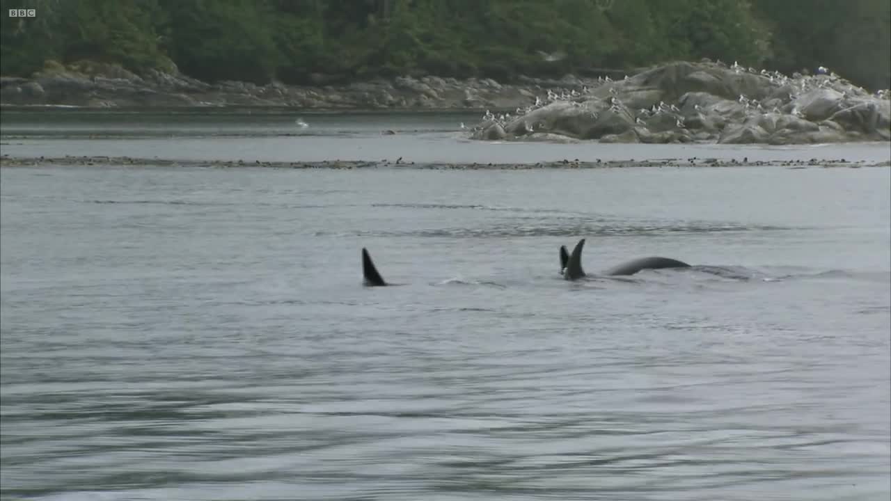 Sea Lion Vs 10 Killer Whales | Deadly 60 | BBC Earth