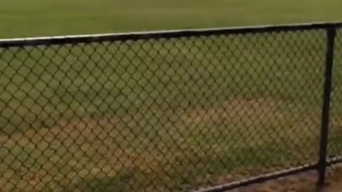 Funny animals video