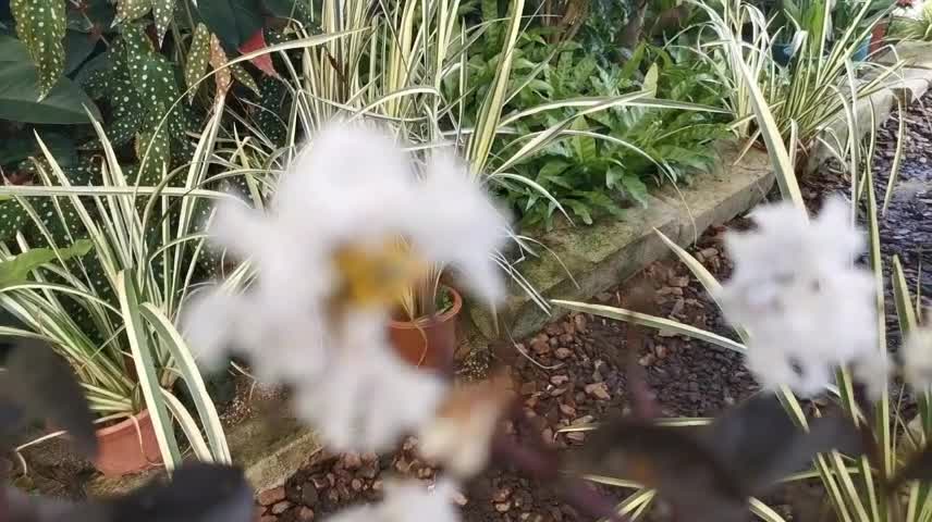 pretty small white flower