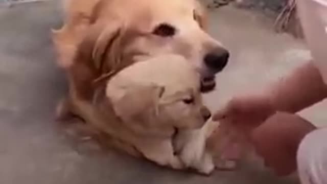 Protective Dog Dad Won't let Anyone near his Puppy