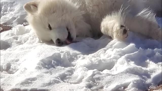 Doggy Seriously Loves Lying in the Snow