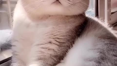 Cats Cats cats