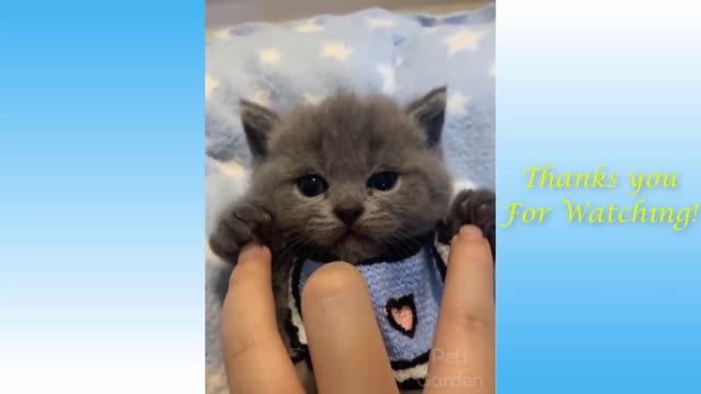 Funny Animal Videos Cute/ CAT