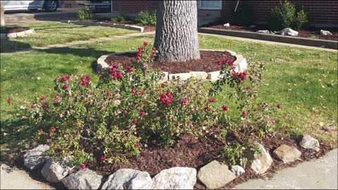 J & A Landscaping LLC - (720) 821-5231