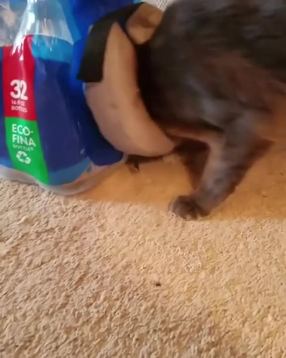 Collar protector no permite que un gato juegue con lo que desea