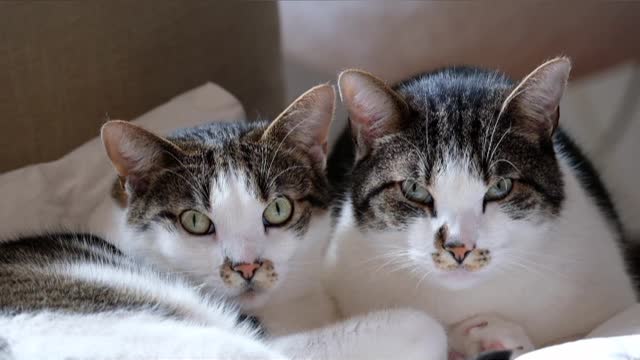 Cute black & white cat's watching you 🤣