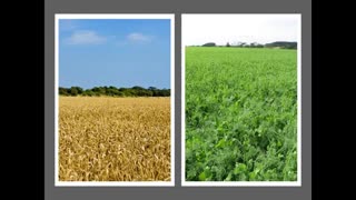 Momento Malum Today Episode 130 Pea Breeding for Intercropping