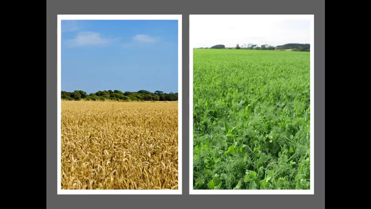 Momento Malum Today Episode 130 Pea Breeding for Intercropping