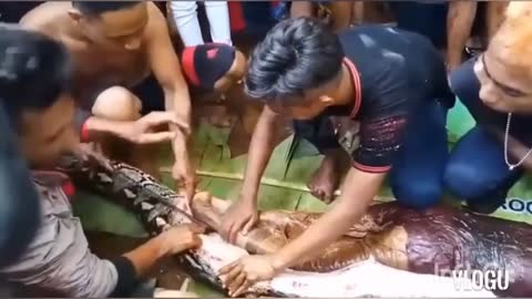 Python captured that swalowed a man