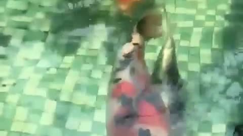 Big koi fish