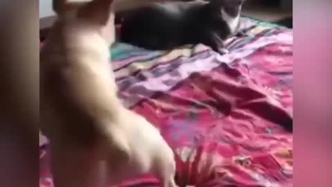 Cats Dogs Funny Animal #Part01🐶🐱