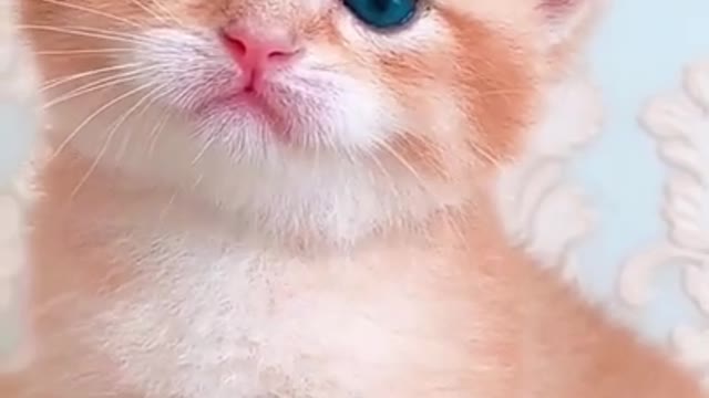 Cute baby Cat | cute Kitten