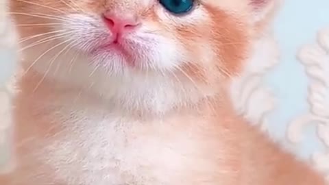 Cute baby Cat | cute Kitten