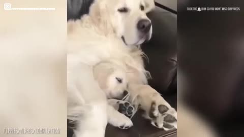 cute dogs moments prt 3