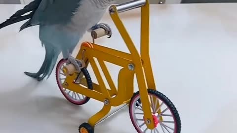 # A Parakeet's Play 🚲 🚴