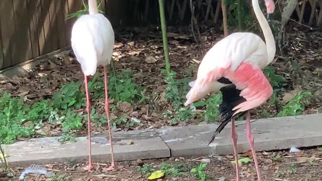 Two long legged birds