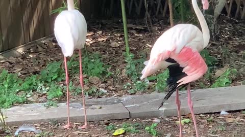 Two long legged birds