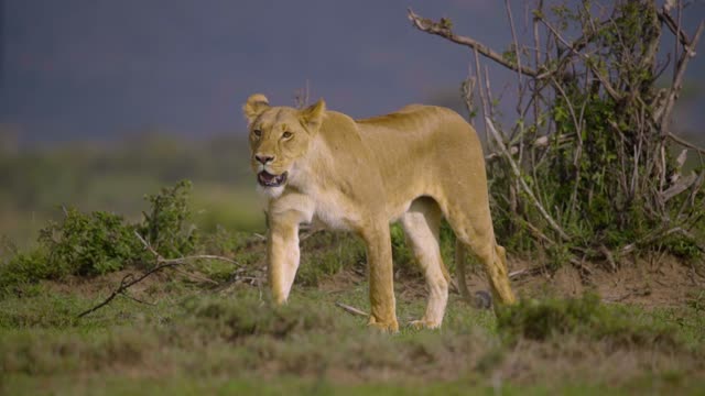 Lioness walking towards the camera