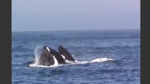 Dolphins playing in the sea