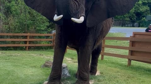 Beautiful Ride from Beautiful the Elephant