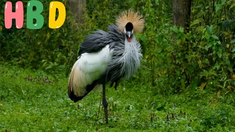 Grey Crowned 💕Crane Crane video💕