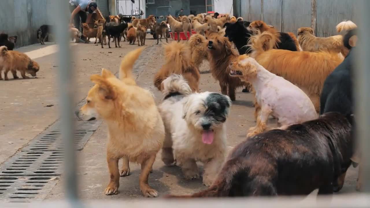 Sad dogs in shelter waiting to be rescued and adopted to new home. Shelter for animals concept