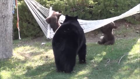 Baby Bear Cubs Playing Soooo Cute!