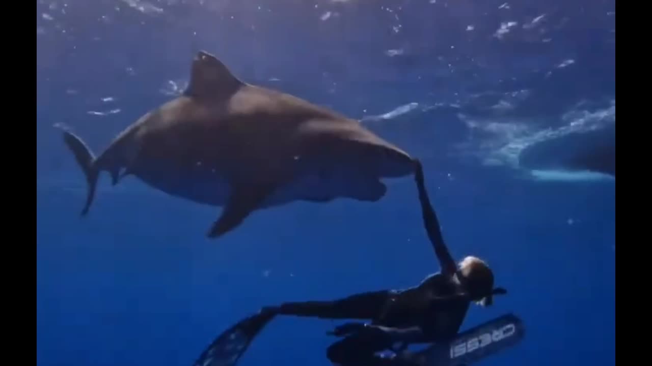 Wow an encounter with a shark 🦈