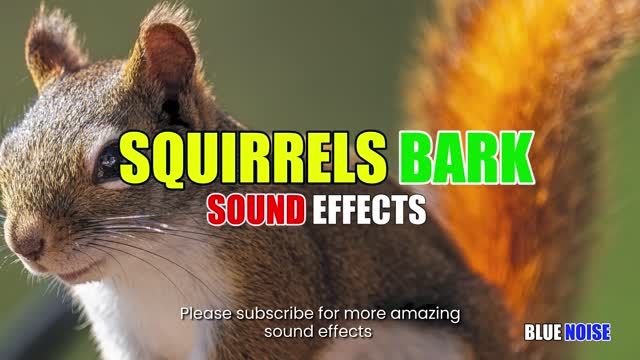 Squirrel bark sound effects