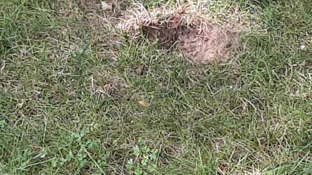 Ground Wasps Taken Over Chipmunk Hole