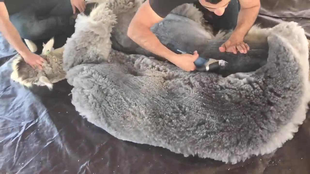 SURPRISED Alpaca Shearing Technique 🦙 - Alpaca Wool Processing in Factory - Harvesting Alpaca Fiber