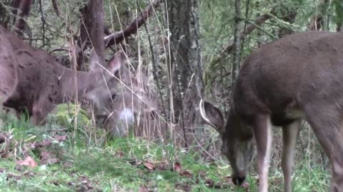 Deer Sanctuary at Point of Truth Road