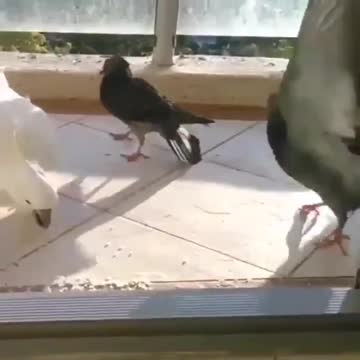 Respect the pecking order There is always a bigger bird.