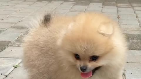 Cute baby dogs and funny dogs videos pappy dogs