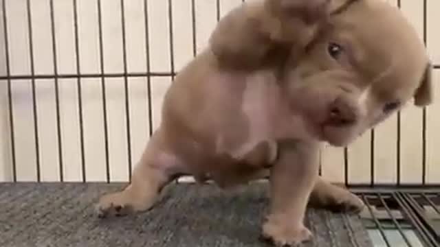 Cute Pit Bull raised his hand to greet everyone