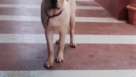 Dog lover