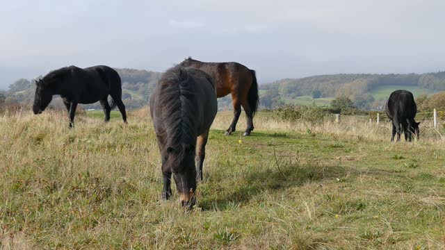 the black horses were serenely eating the grass