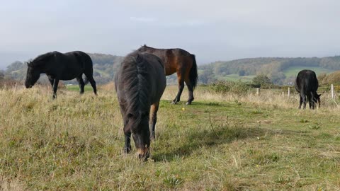 the black horses were serenely eating the grass