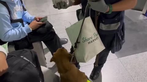 sandwich method to hide weed but a dog caught them at the airport before they boarded their flight
