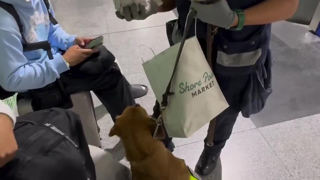 sandwich method to hide weed but a dog caught them at the airport before they boarded their flight