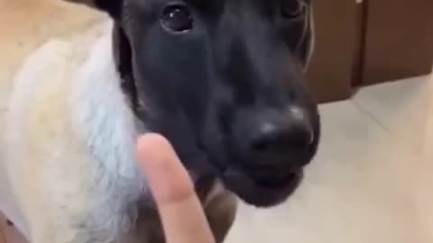 Funniest cats and dogs 🐶🐱 #funnycats #funnydogs #funnyvideos 