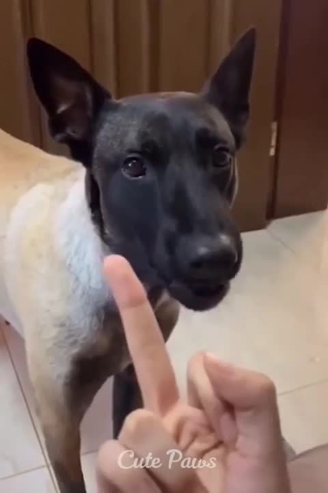 Funniest cats and dogs 🐶🐱 #funnycats #funnydogs #funnyvideos