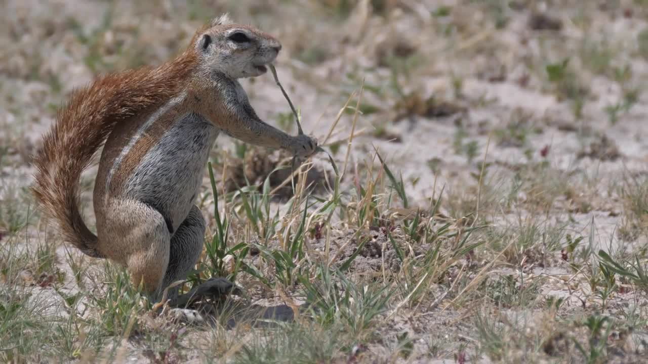 African ground squirrel eating grass in Central Kalahari Game Reserve, Botswana