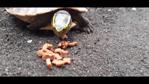 Turtle eat catfood