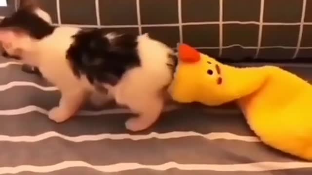 Cat clothes 😍